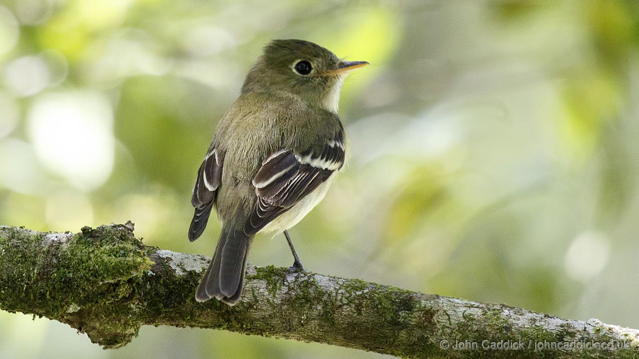 Least Flycatcher