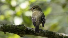 Least Flycatcher
