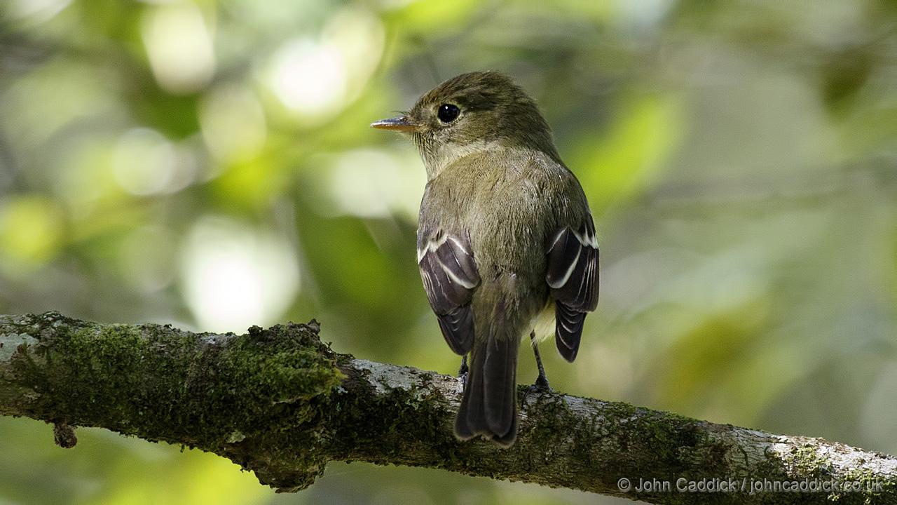 Least Flycatcher
