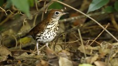 Wood Thrush
