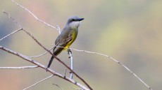 Couch’s Kingbird