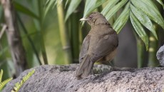 Clay-colored Thrush