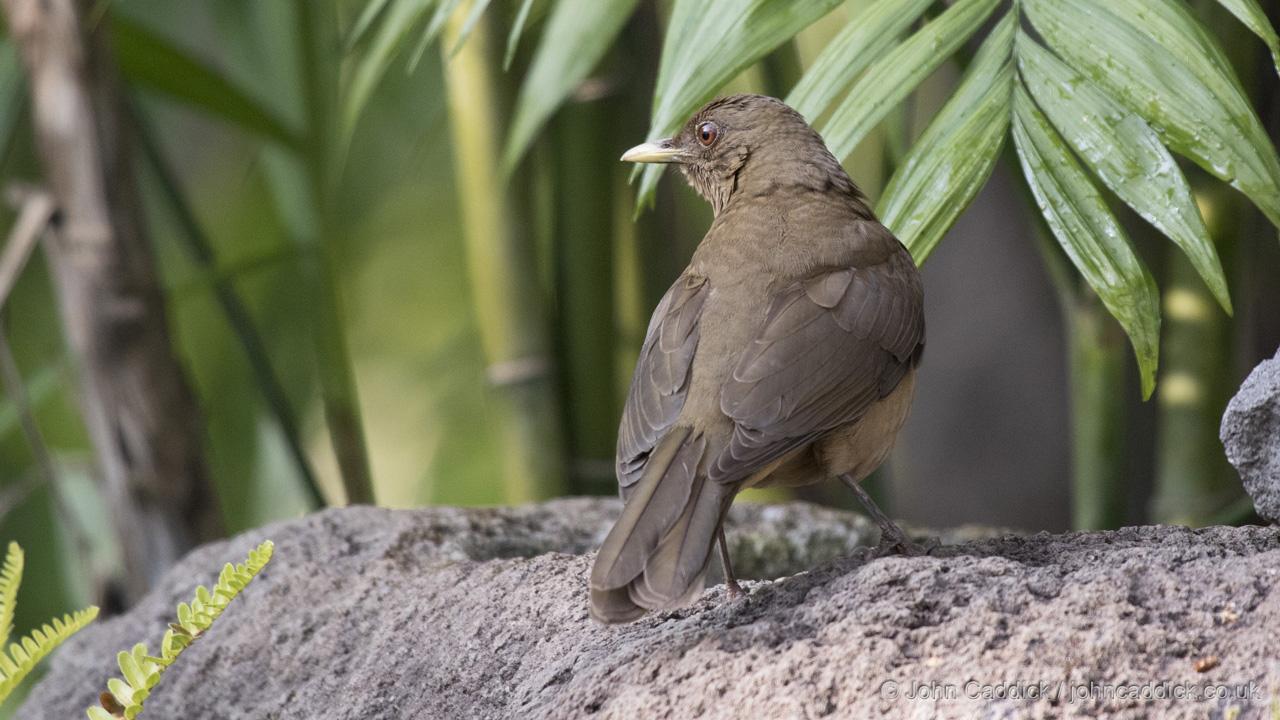 Clay-colored Thrush