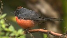 Slate-throated Whitestart