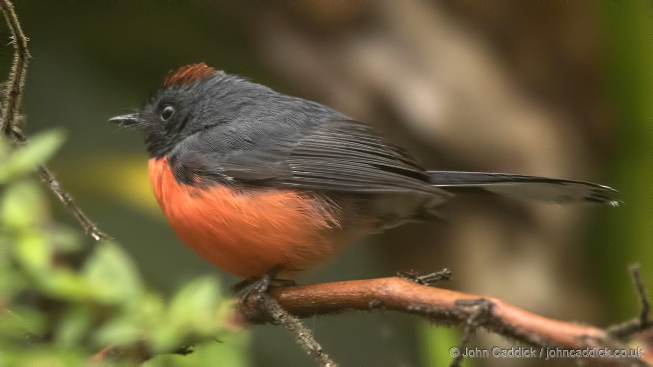 Slate-throated Whitestart