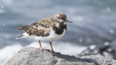 Ruddy Turnstone