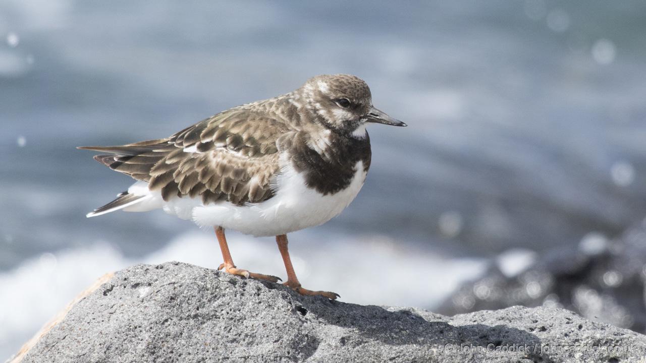 Ruddy Turnstone