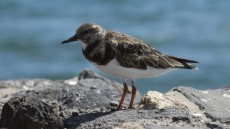 Ruddy Turnstone