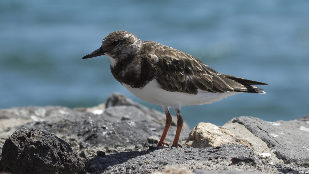 Ruddy Turnstone