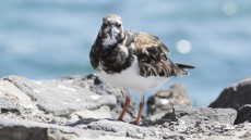 Ruddy Turnstone