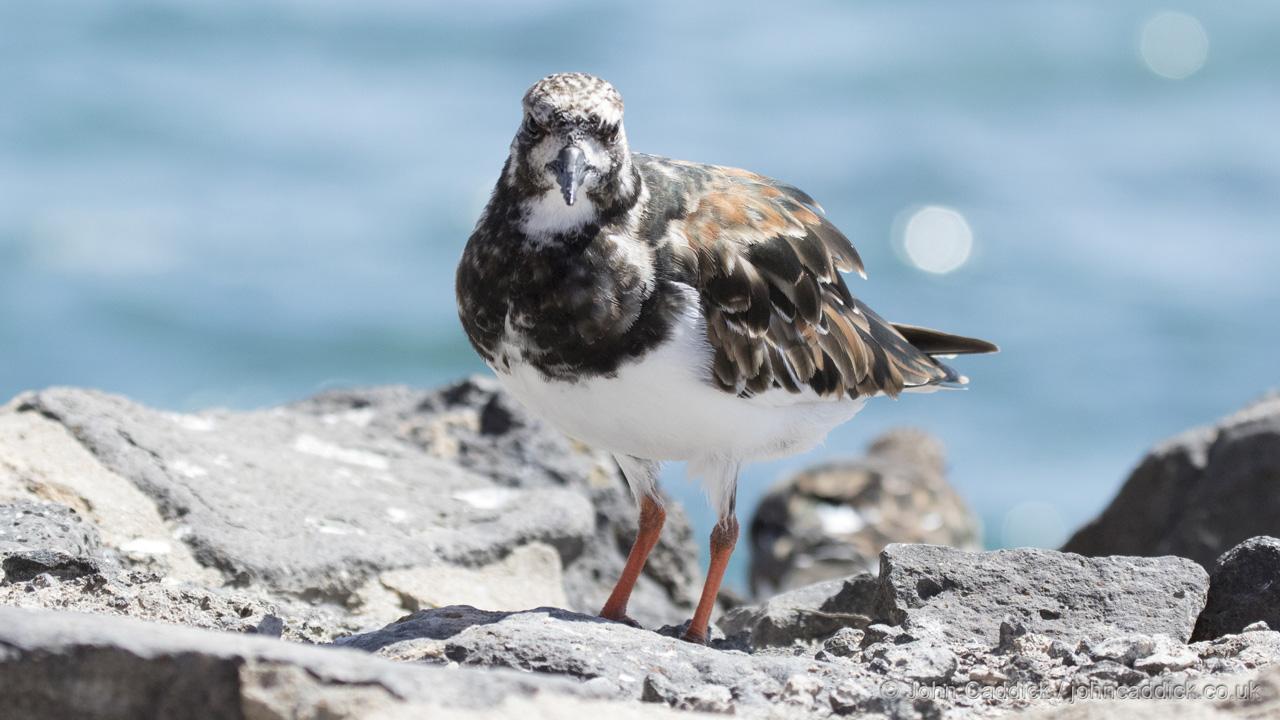 Ruddy Turnstone