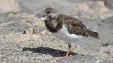 Ruddy Turnstone