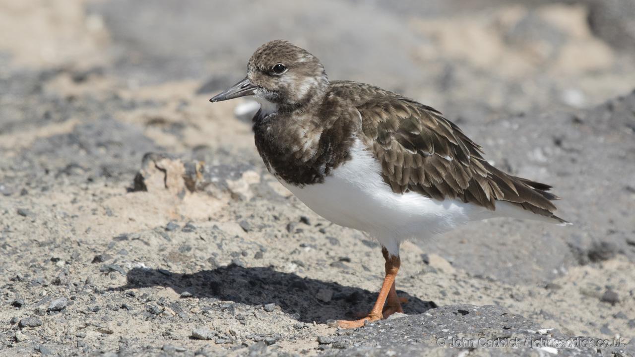 Ruddy Turnstone