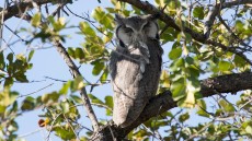 Southern White-faced Owl