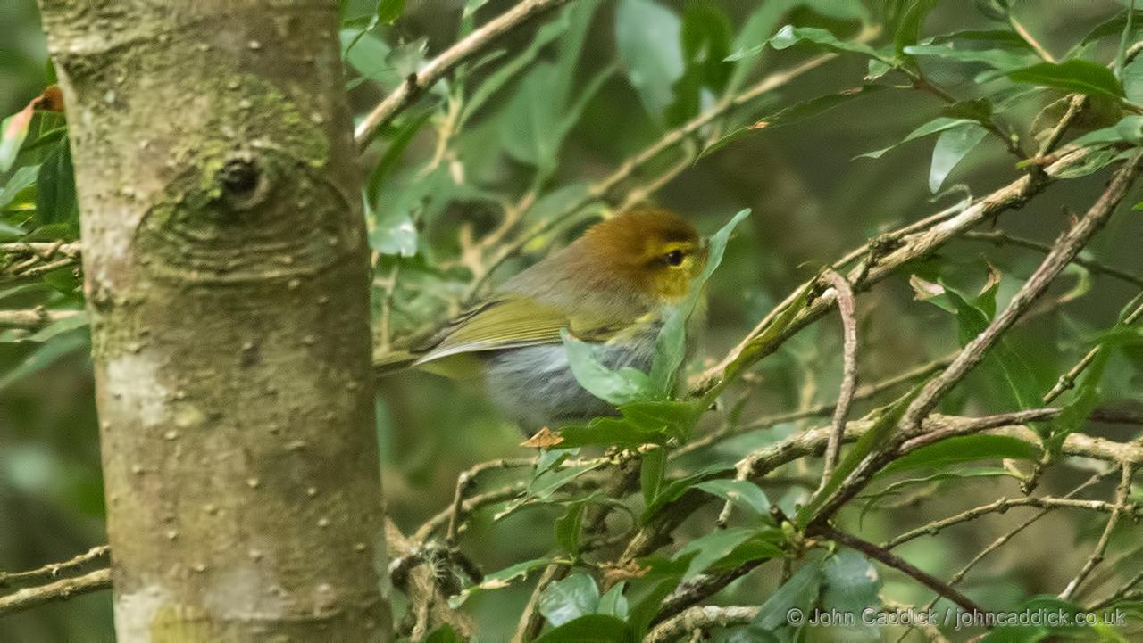 Yellow-throated Woodland Warbler