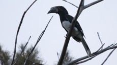 Trumpeter Hornbill
