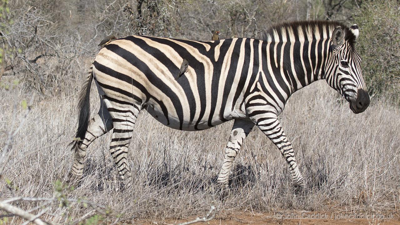 Burchell’s Zebra