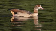 Egyptian Goose