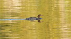 Common Merganser