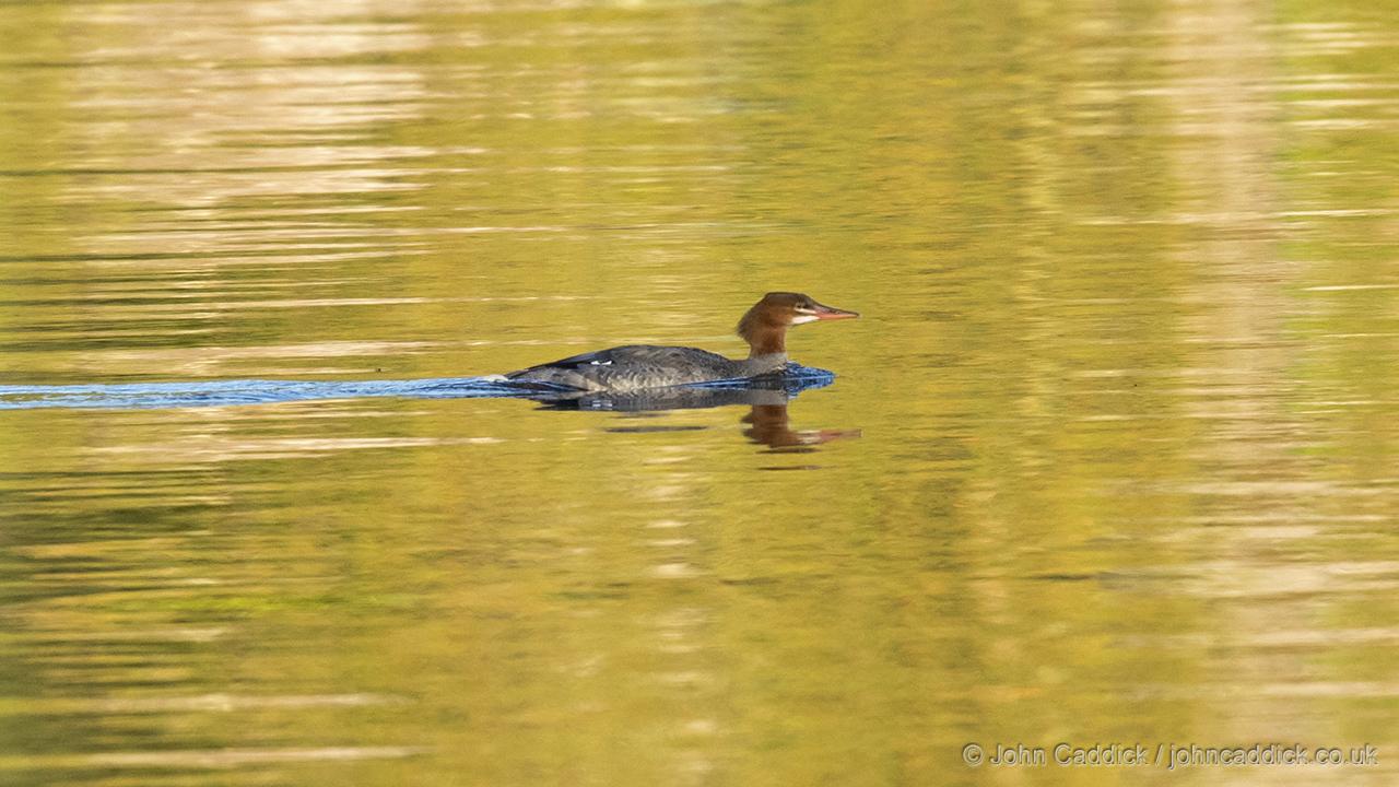 Common Merganser