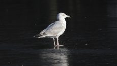 European Herring Gull 3rd Winter