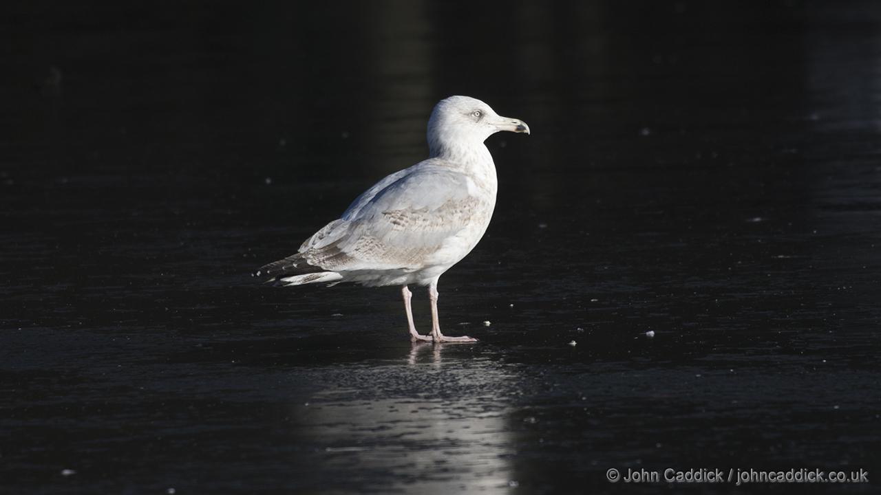 European Herring Gull 3rd Winter