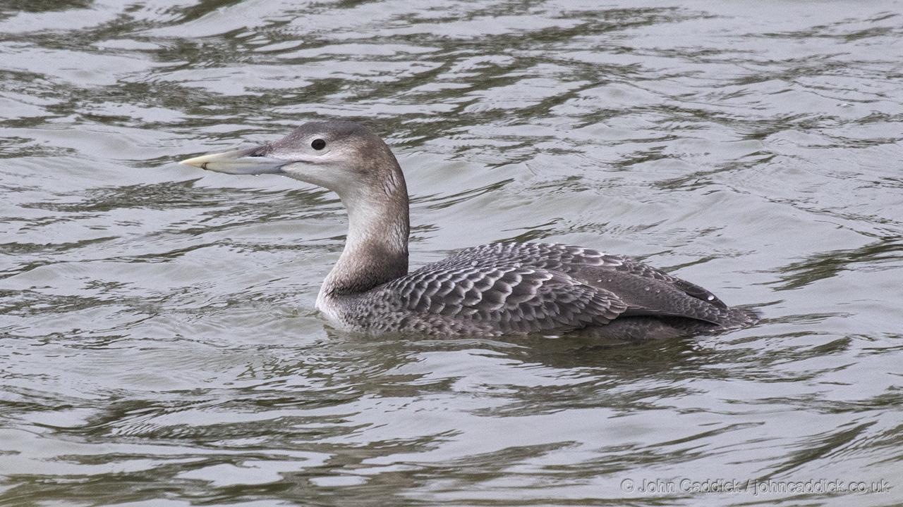 Yellow_billed_Loon