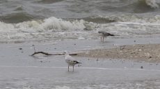 Brown-headed Gull juvenile