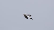 Brown-headed Gull