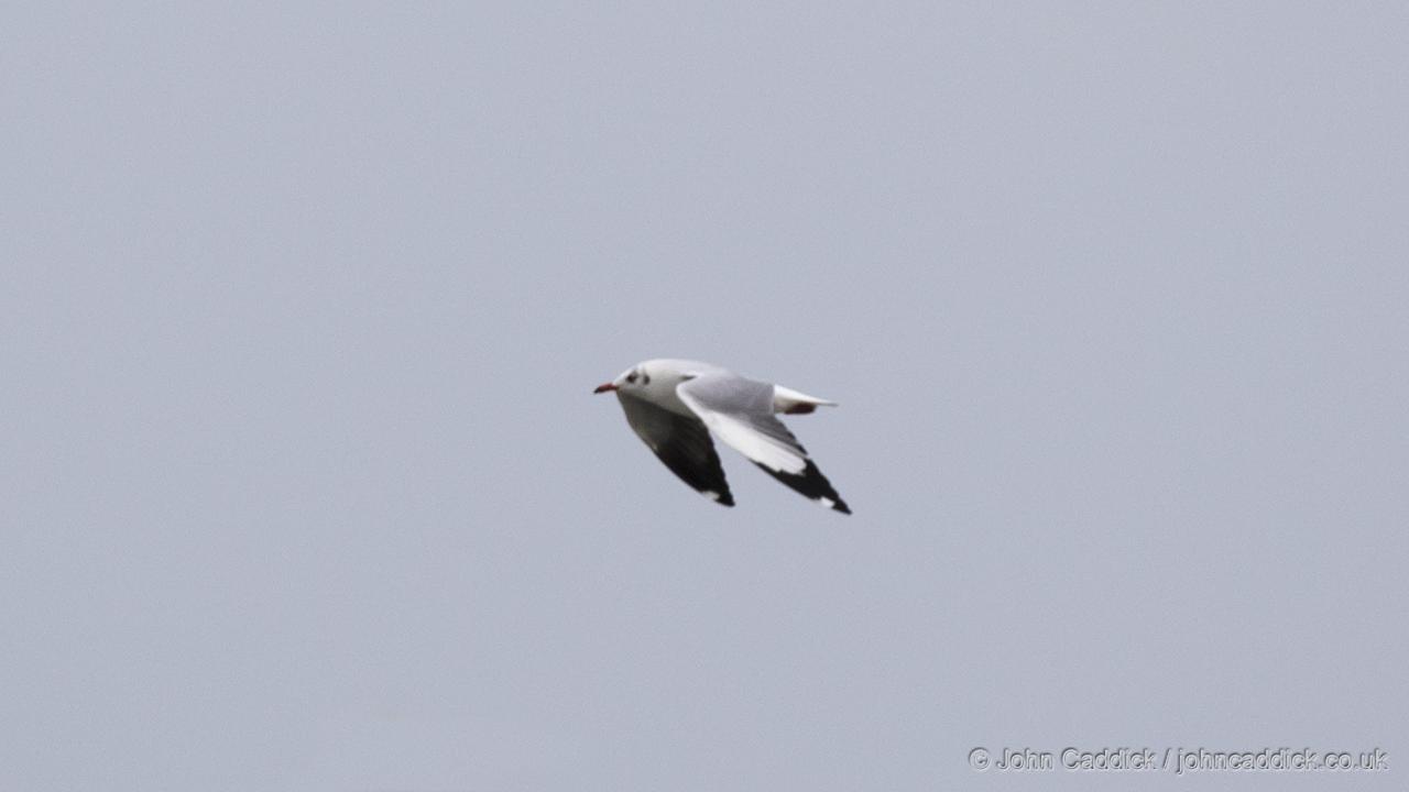 Brown-headed Gull