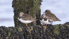 Ruddy Turnstone
