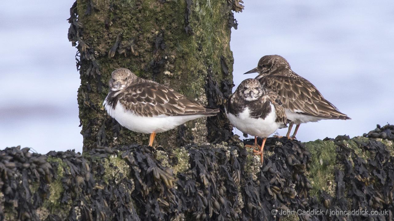Ruddy Turnstone
