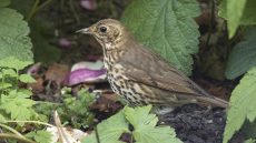 Song Thrush