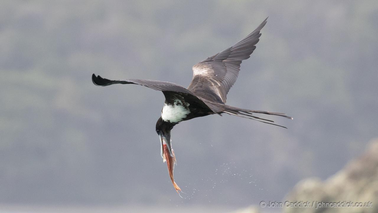 Magnificent Frigatebird carrying a fish in flight