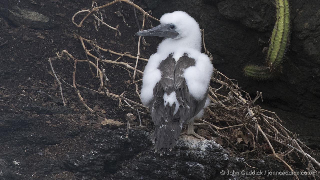 Brown Booby chick