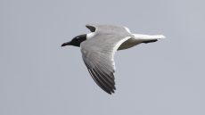 Laughing Gull in flight