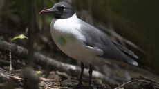 Laughing Gull