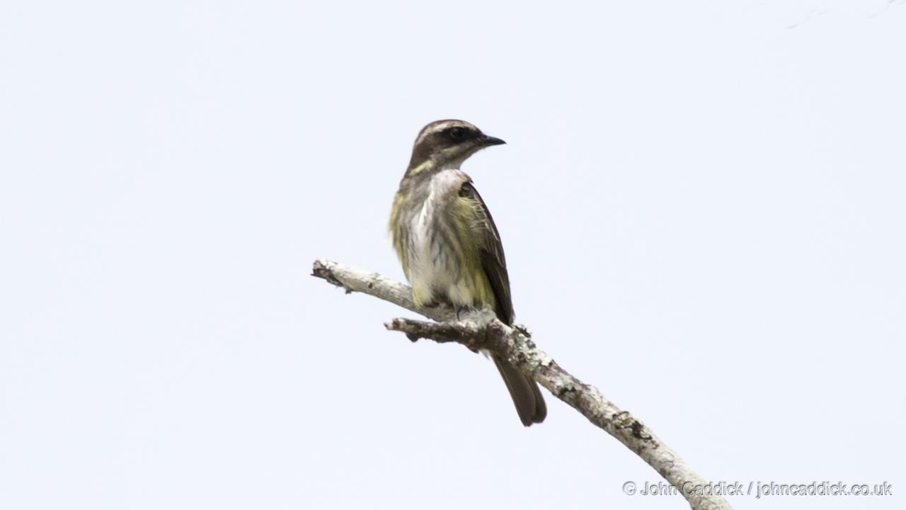 Piratic Flycatcher