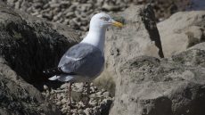 European Herring Gull