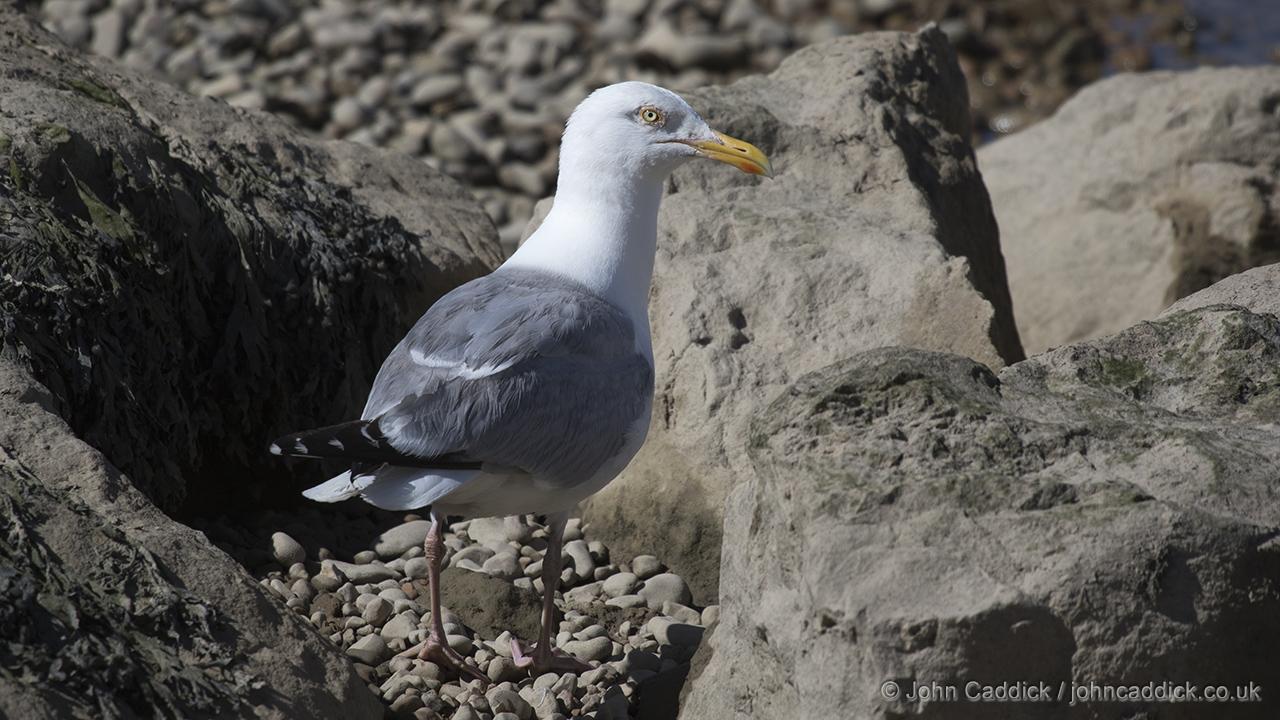 European Herring Gull