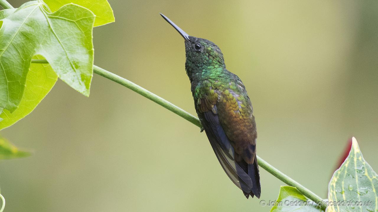 Copper-rumped Hummingbird perched