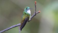 Adult White-chested Emerald