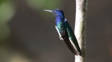 White-necked Jacobin perched