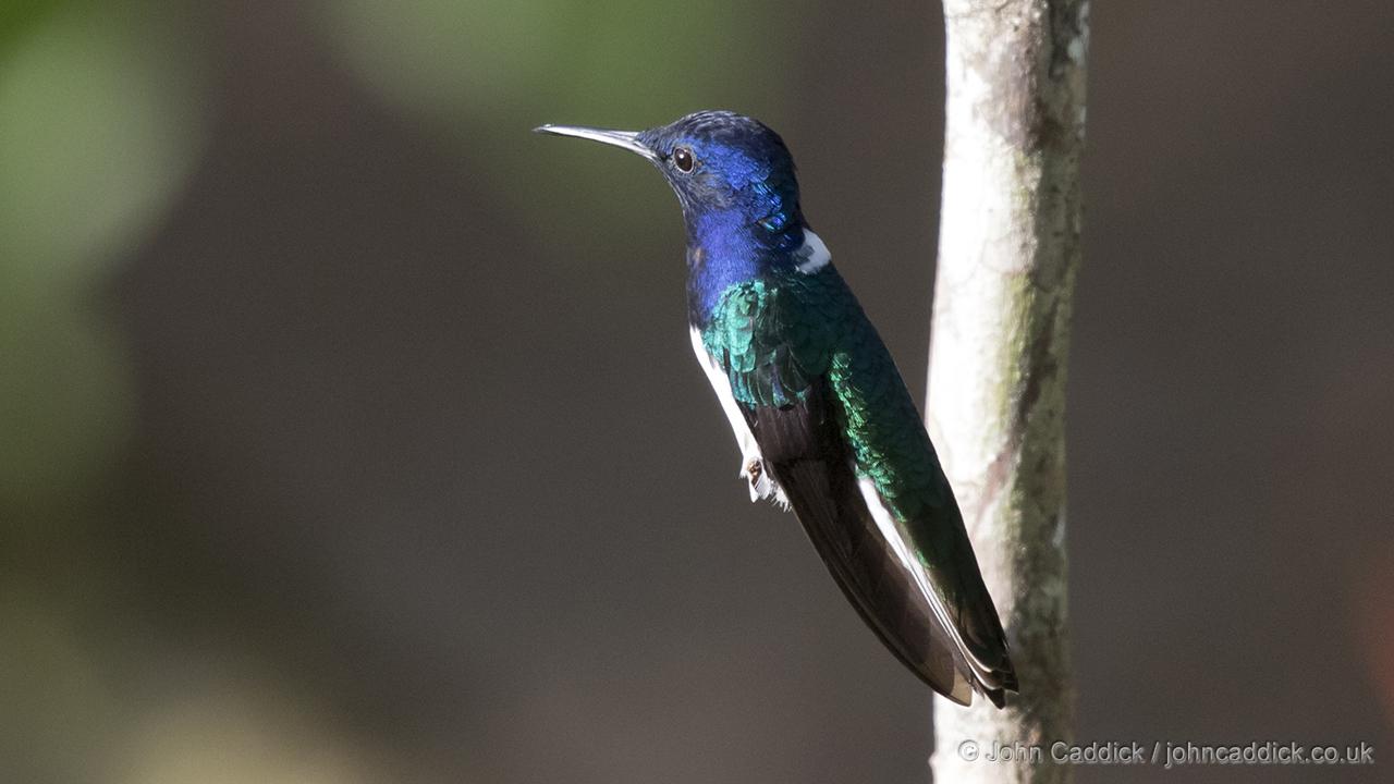 White-necked Jacobin perched
