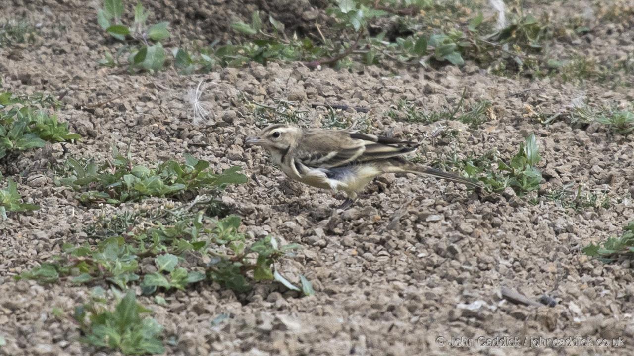Juvenile Western Yellow Wagtail