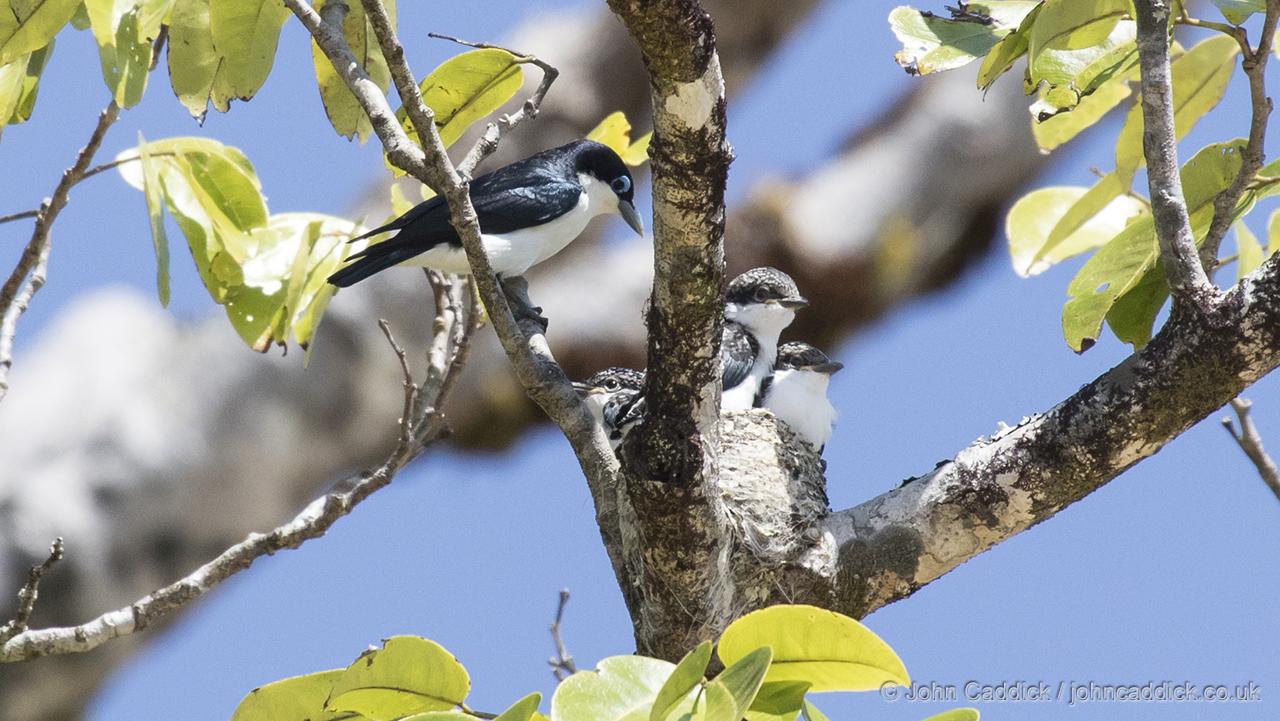 Chabert Vanga at nest with fledglings