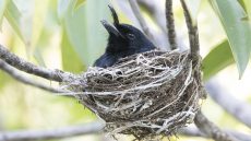 Crested Drongo on nest