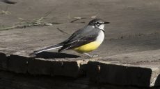 Madagascar Wagtail