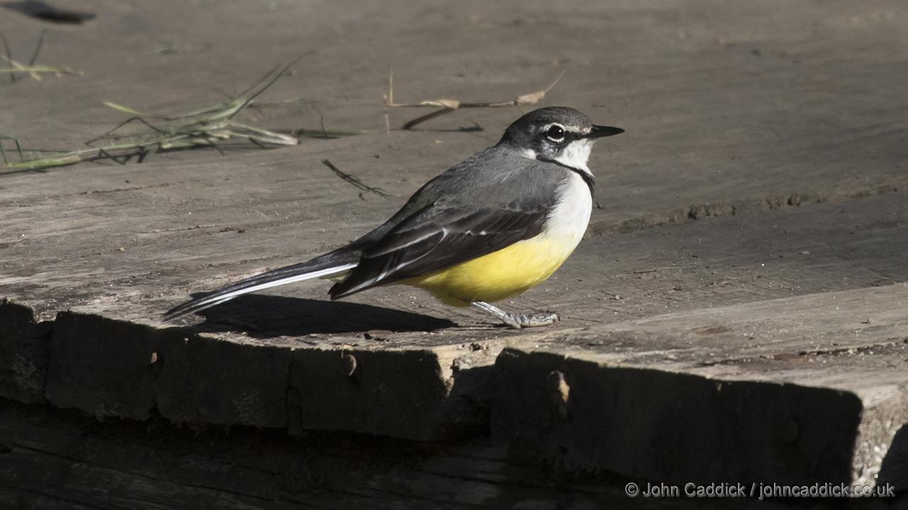 Madagascar Wagtail