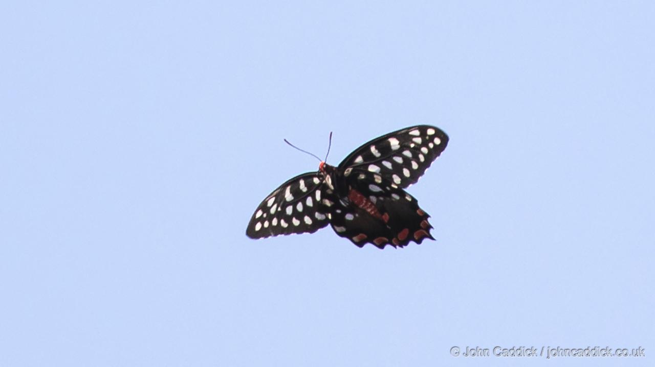 Madagascar Giant Swallowtail in flight